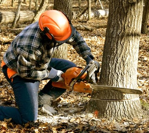 Tree Removal in Harris, NY